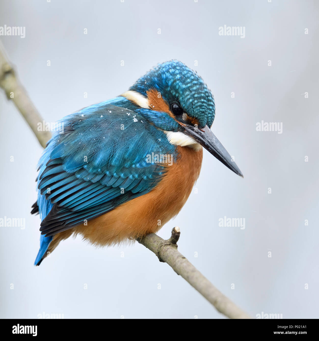 Eurasischen Kingfisher/Eisvogel (Alcedo atthis), männlich im Winter auf einem Zweig mit Schneeflocken auf seiner Rückseite, Wildlife, Europa thront. Stockfoto