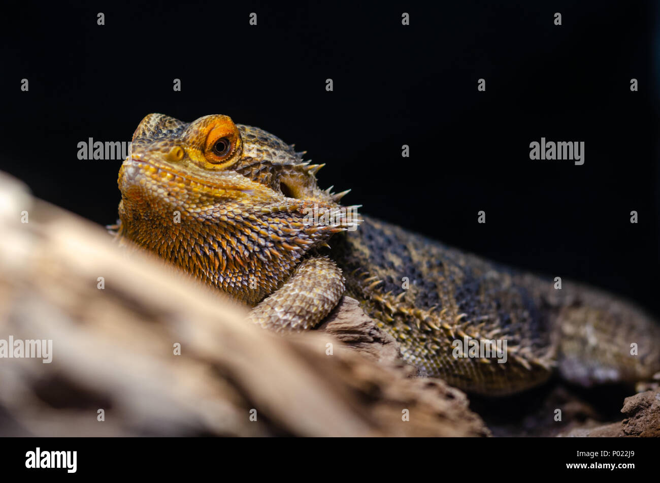 Bartagamen auf einem Felsblock mit Soft Focus im Hintergrund. Stockfoto