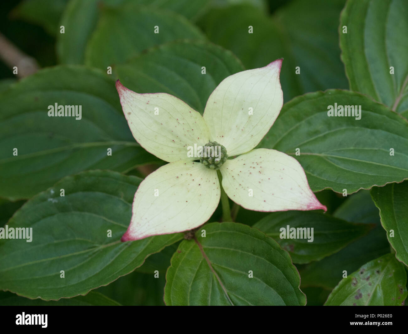 Eine einzelne Blume von Cornus kousa zeigt die rosa Spitzen zu der cremigen weißen Blütenblättern Stockfoto