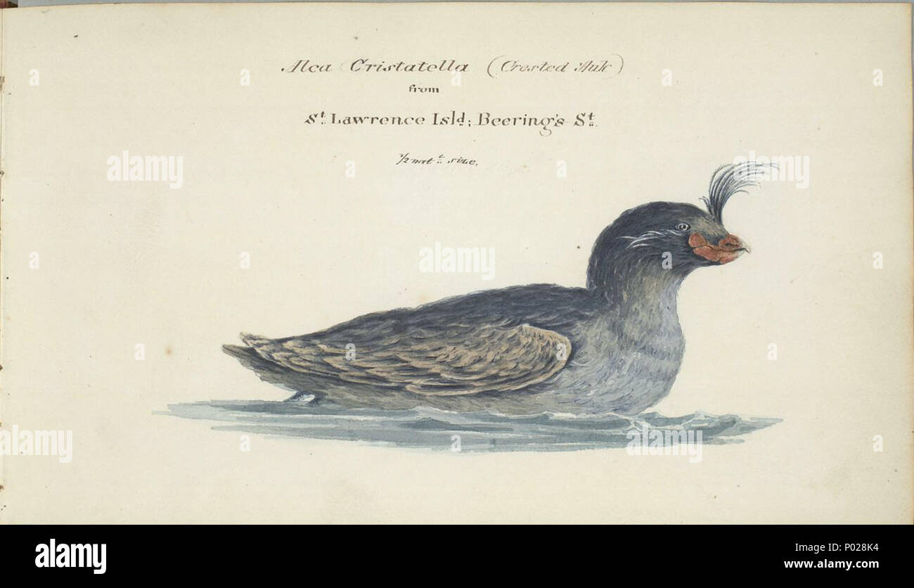 . Englisch: Alca Cristatella (Crested Auk) [Vogel] von St. Laurentius, St. Bering Insel Beering der Meerenge. Bleistift. Abmessungen: 13,7 x 23,7 cm. . Zwischen ca. 1825 und ca. 1827. William Smyth (1800 - 1877) Beschreibung englische Marineoffizier und Künstler Geburtsdatum / Tod 1800 1877 Behörde: Q 21466465 91777922 ISNI VIAF:?:? 0000 00007979 7980 LCCN: 89011316? Nein NLA:?? 100339069 35209157 GND: WorldCat 26 William Smyth alca cristatella Stockfoto