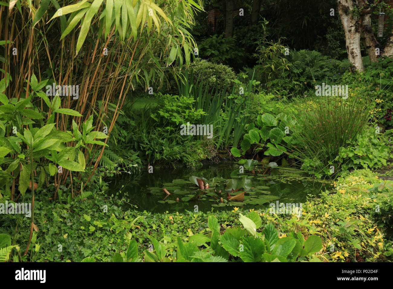 Ein Wildlife freundlich Garten in den West Midlands, England, Großbritannien. Stockfoto