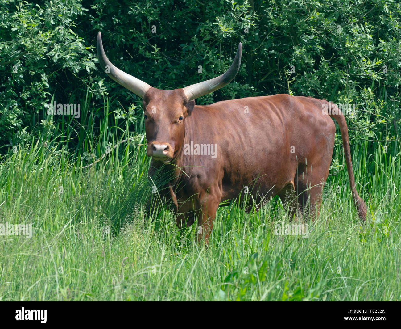 Ankole Rindern Bos taurus Taurus häuslich Rinderrasse Stockfoto