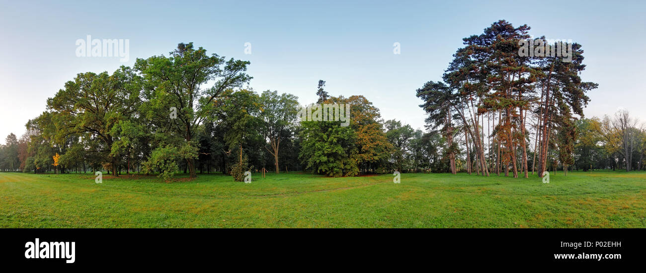 Wald-panorama Stockfoto