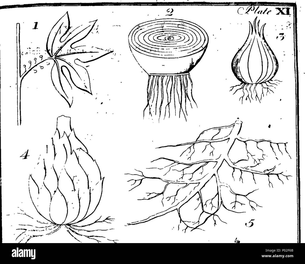 . Englisch: Fleuron aus Buch: Eine botanische Anordnung aller Gemüse natürlich in Großbritannien wächst. Mit Beschreibungen der Gattungen und Arten, die nach dem System des gefeierten Linnaeus. Wird ein Versuch, sie zu denen, die mit den erlernten Sprachen nicht kennen vertraut zu machen. Unter jeder Art werden hinzugefügt, die bemerkenswertesten Sorten, die natürliche Orte von Wachstum, die Dauer, den Zeitpunkt der Blüte, die Besonderheiten der Struktur, dem gemeinsamen englischen Namen; die Namen der Gerard, Parkinson, Ray und Bauhine. Die Verwendung als Arzneimittel oder als Gifte; als Nahrung für Männer, fo Stockfoto