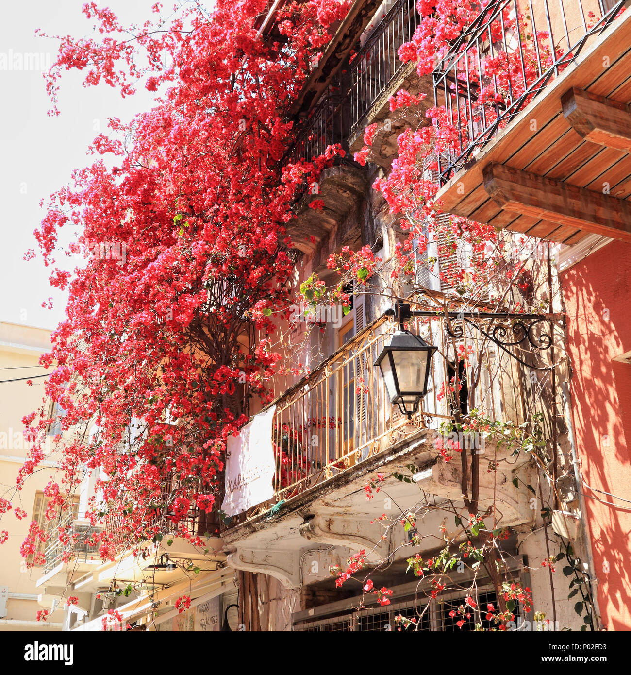 Rot Bougainvillea californica Blumen auf der Fassade eines alten Hauses in Nafplion, Griechenland Stockfoto