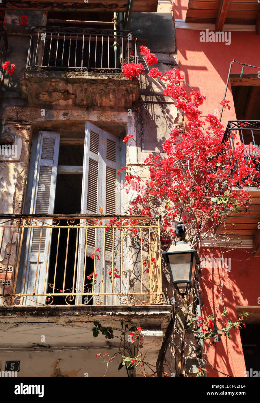 Rot Bougainvillea californica Blumen auf der Fassade eines alten Hauses in Nafplion, Griechenland Stockfoto