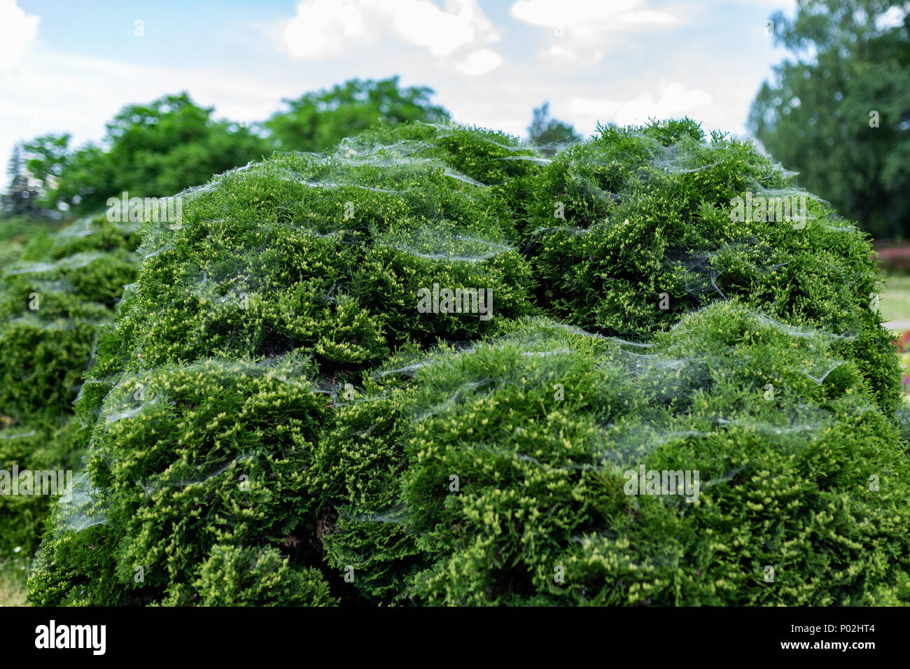 Web auf dem Baum von thuja Stockfoto