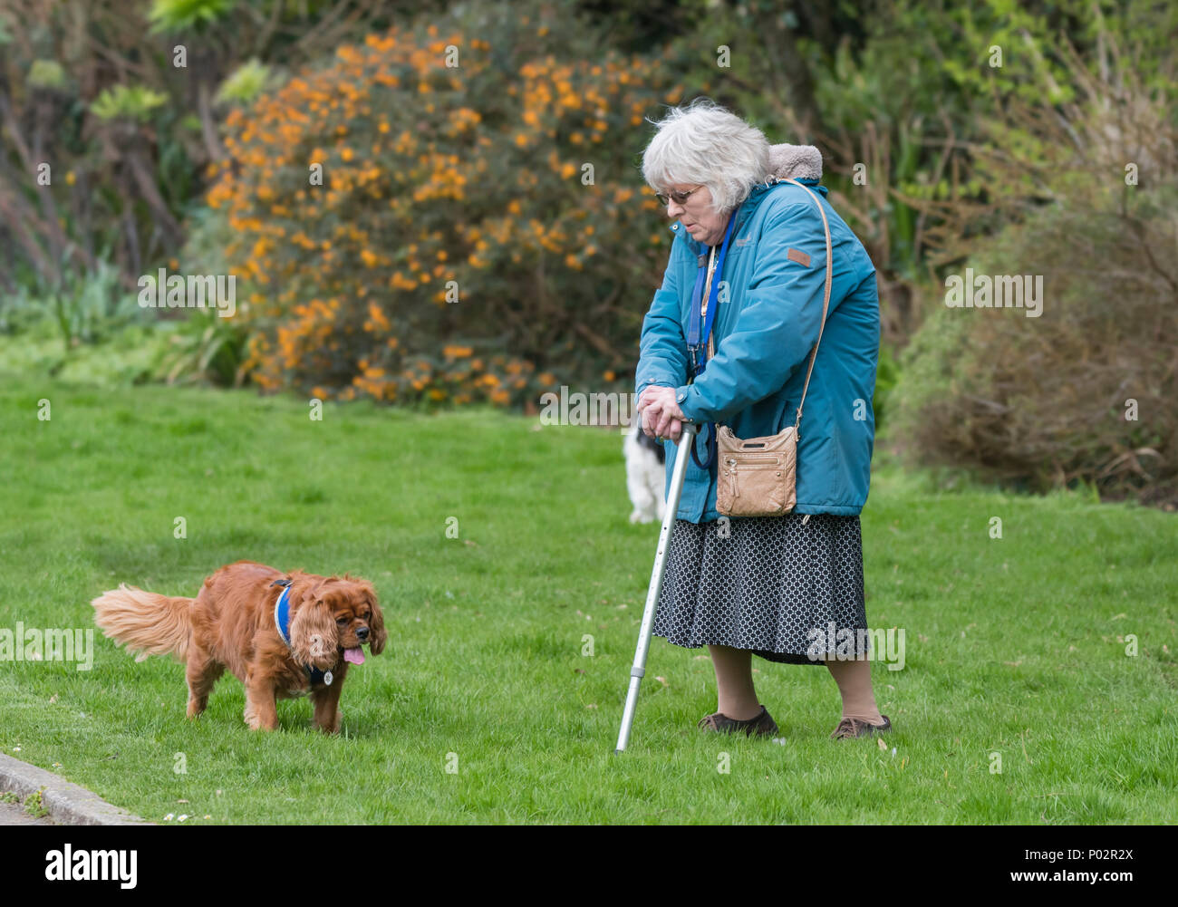 Ältere Frau mit einem Stock und trug einen Mantel, Wandern ein Hund in einem Park an einem kalten Tag im Frühjahr in Großbritannien. Stockfoto