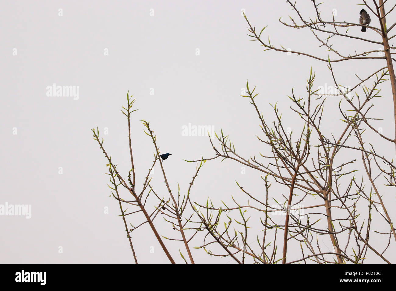 Ein Bulbul und ein Sonnenvögel auf dem Baum im Park vor meinem Büro in Jalandhar, Punjab. Stockfoto