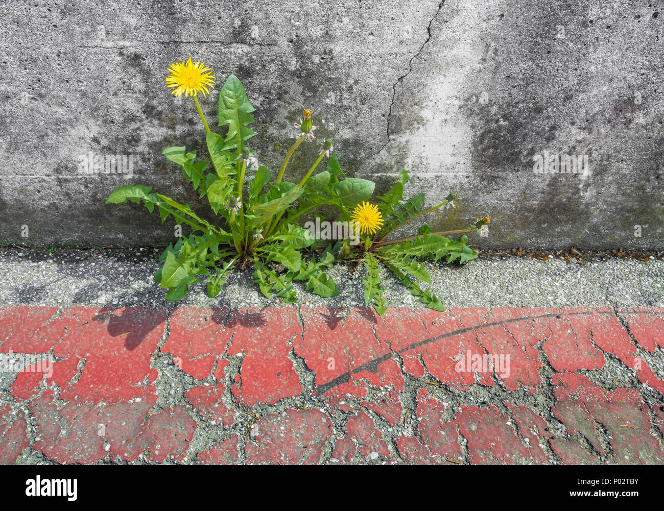 Löwenzahn Blume wachsen durch Asphalt. Die Natur gewinnt über alles. Überleben Konzept. Stockfoto