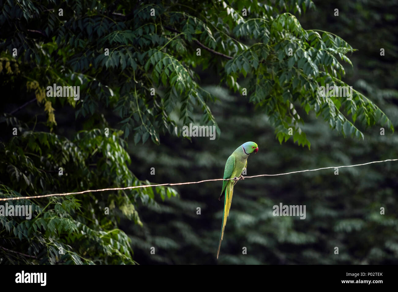Indian Papagei auf einem Draht, bei mir zu Hause. Papageien sind auch als Sittiche bekannt. Stockfoto