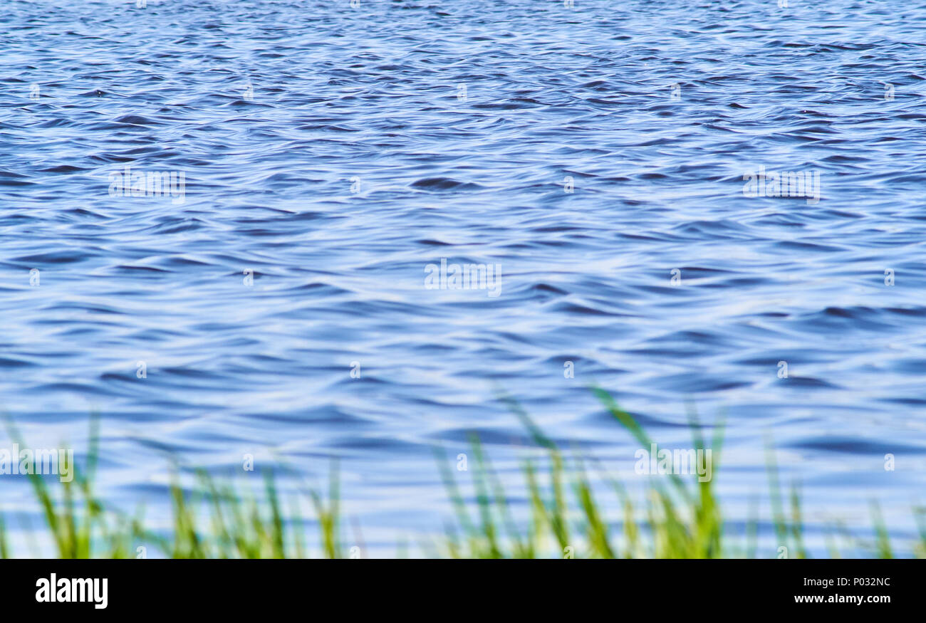 Verschwommene grüne Gras Silhouette vor einem ruhigen blauen Wasser Stockfoto