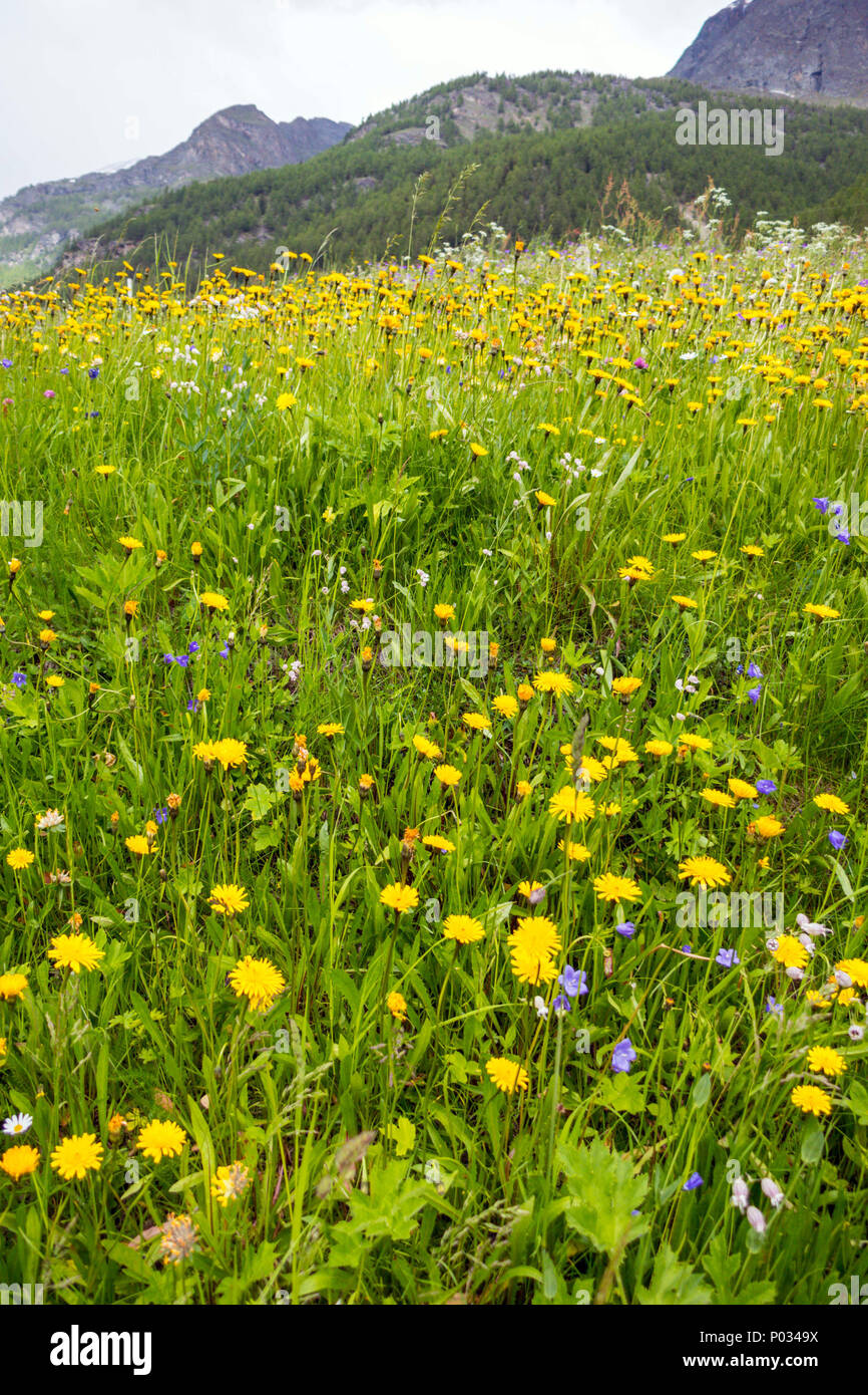 Bergwiese mit gelben Blumen, Randa, Schweiz Stockfoto