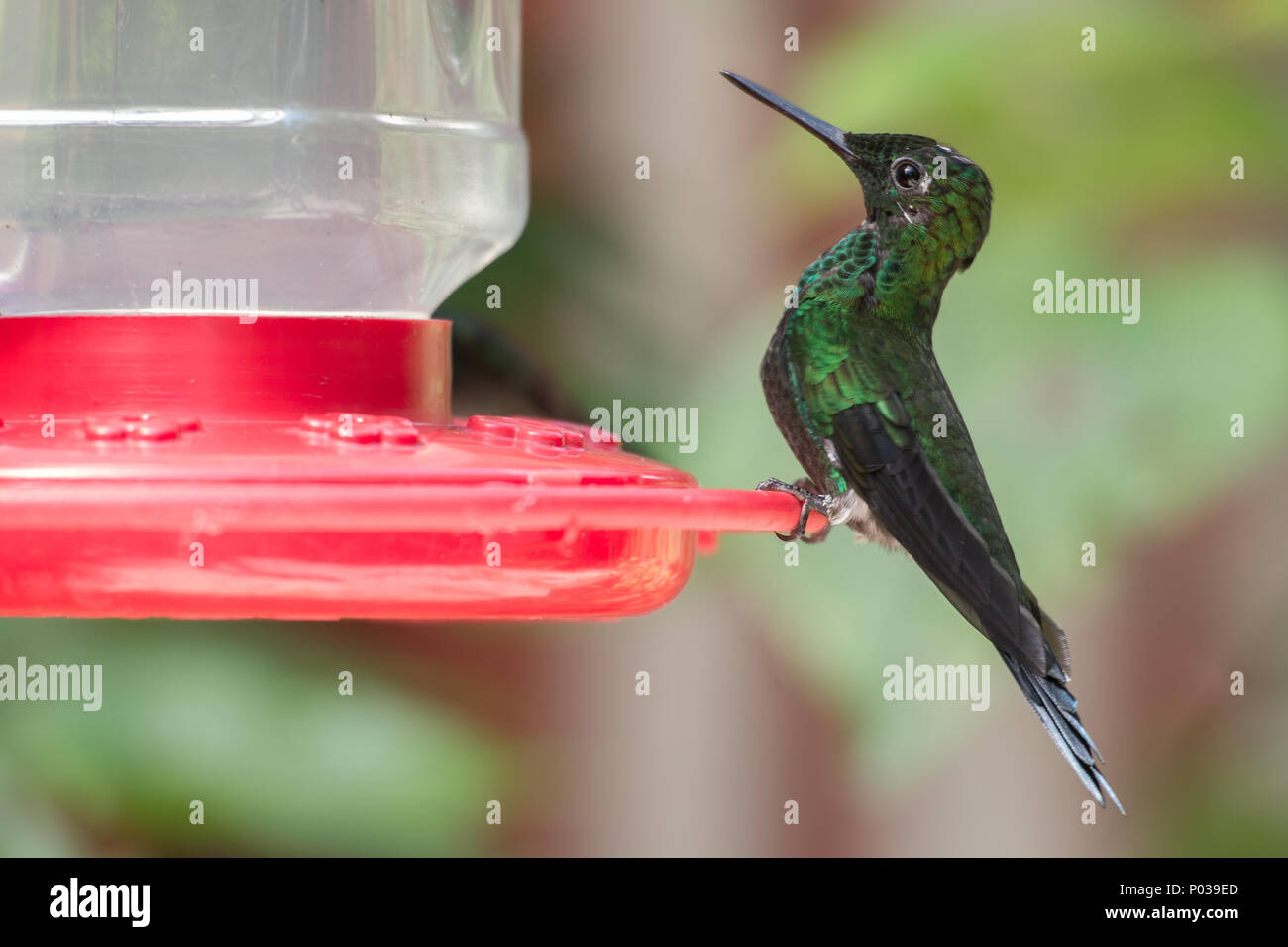 Männliche der Grünen - gekrönte Brillant, Heliodoxa jacula, der, Kolibri, Monteverde Cloud Forest Reserve, Costa Rica Stockfoto