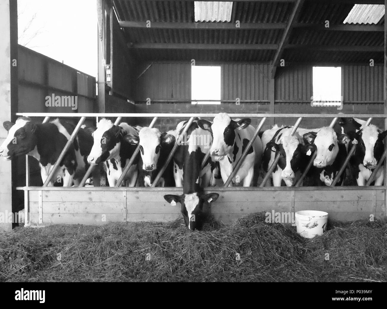Herde Rinder Fütterung am Bauernhof, Devon, England Stockfoto