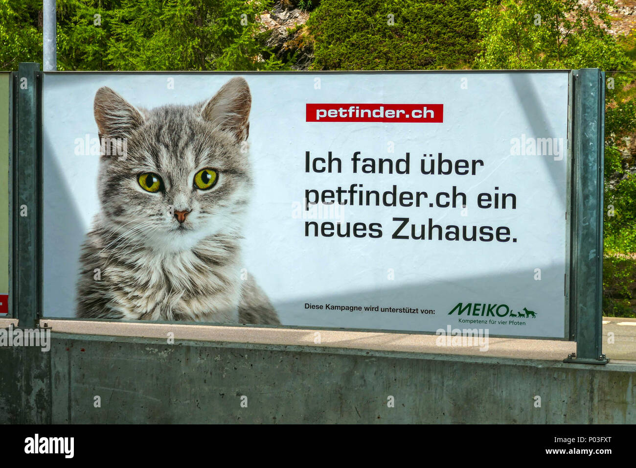 Pet Finder Poster, Katze Bild, Matterhorn Terminal in Täsch in der Schweiz,  für Besucher nach Zermatt mit dem Matterhorn Gotthard Bahn Stockfotografie  - Alamy