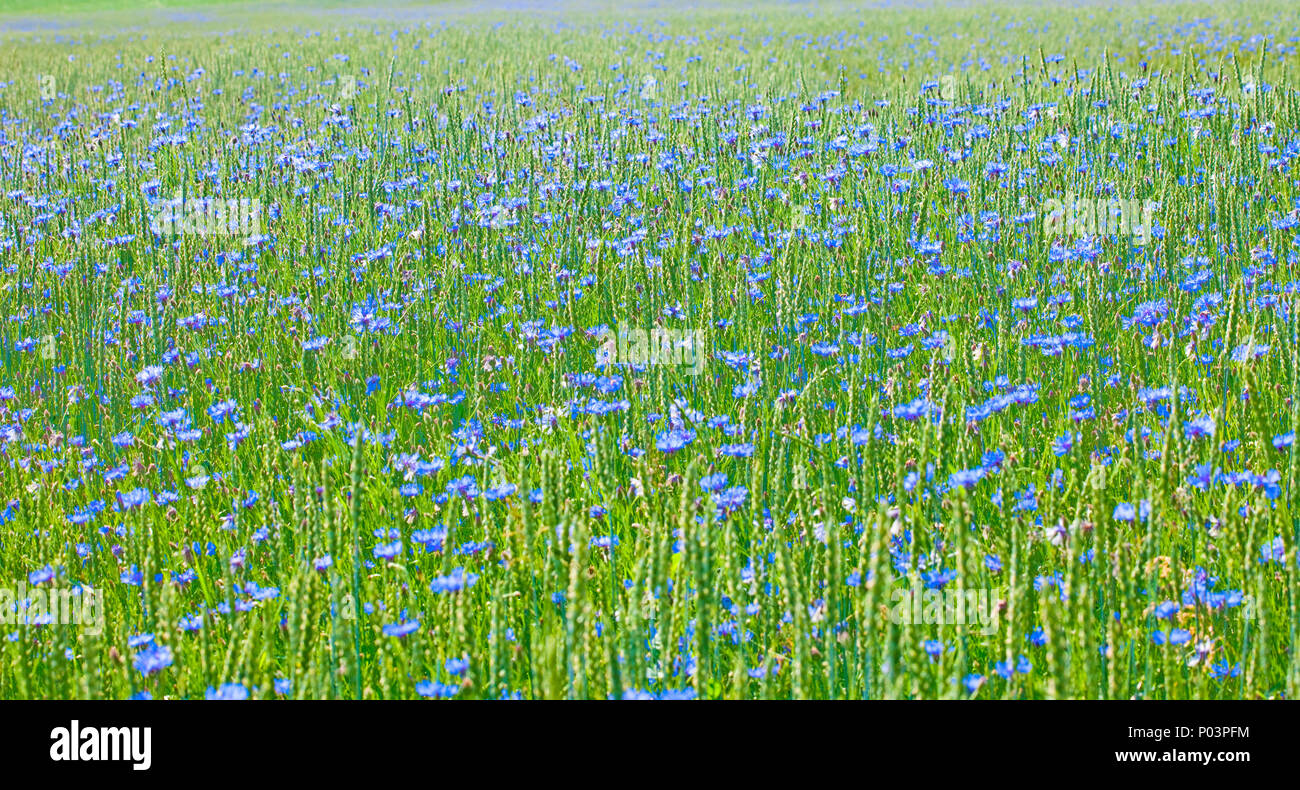 Bereich der Weizen und Kornblumen im Sommer. Stockfoto