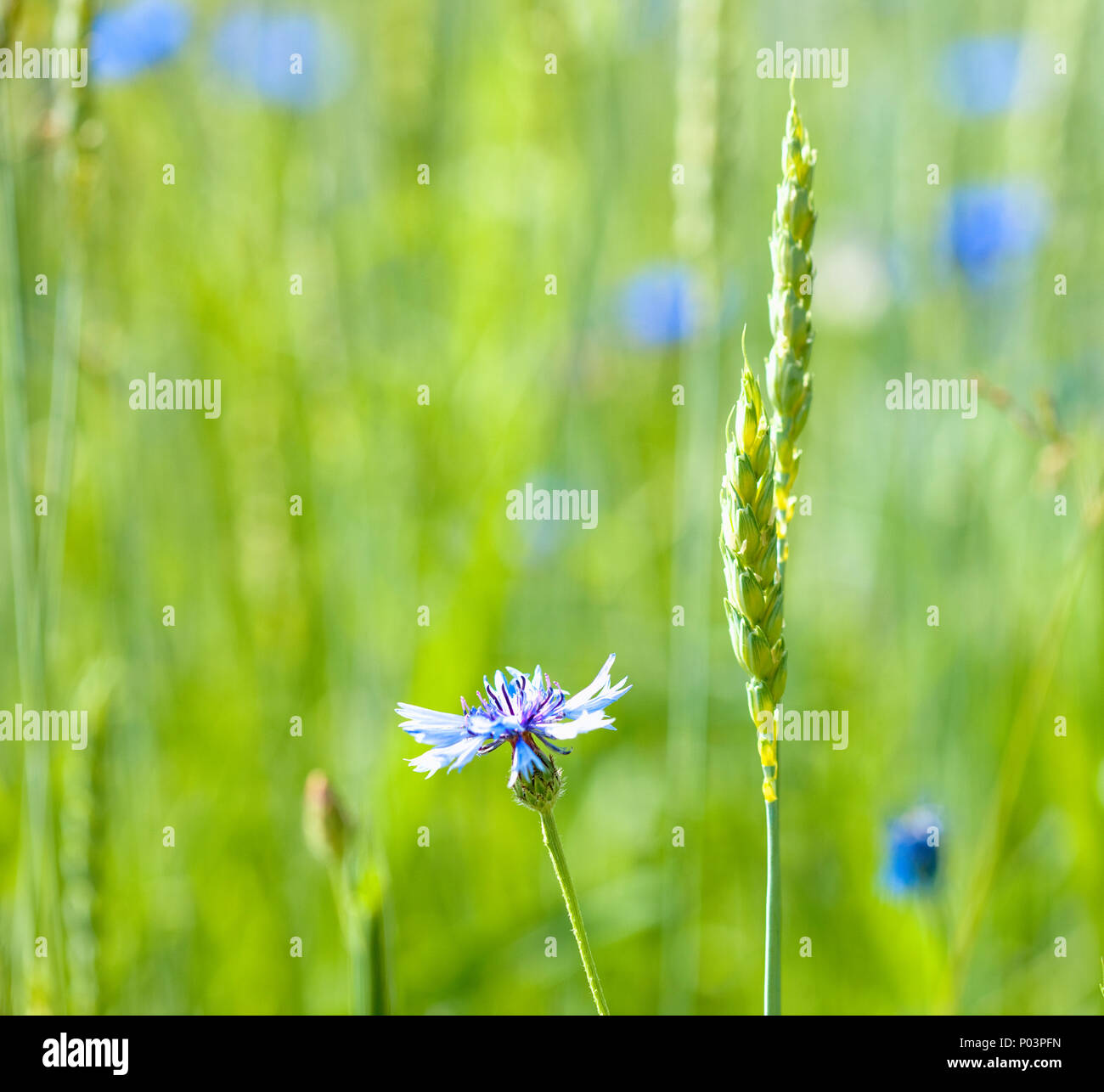 Nahaufnahme von einem einzigen Kornblumen in einem Feld. Stockfoto
