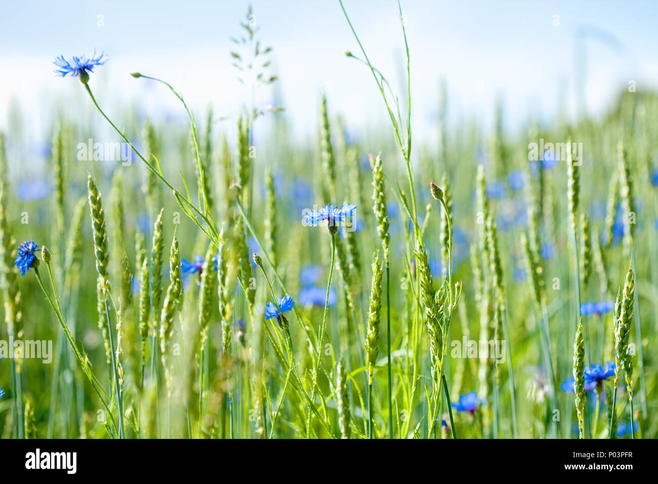 Bereich der Weizen und Kornblumen im Sommer. Stockfoto