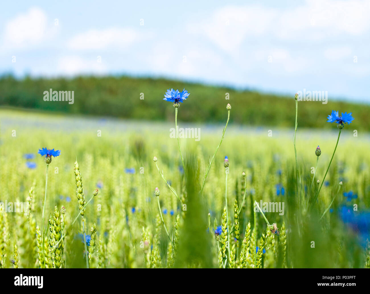 Bereich der Weizen und Kornblumen im Sommer. Stockfoto