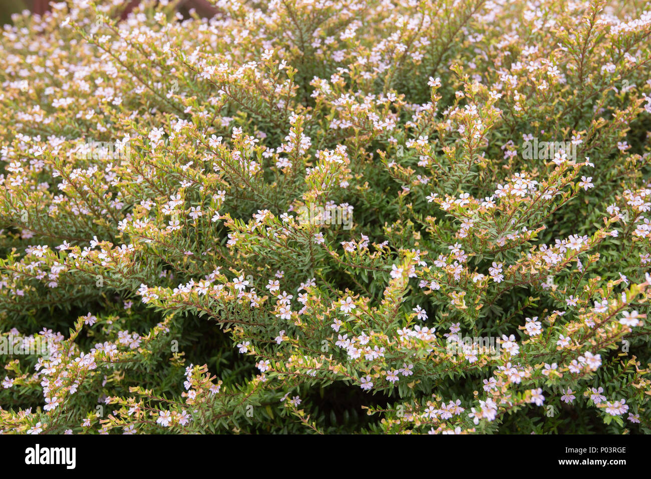 Eine Nahaufnahme eines Lespedeza Wynabbie Juwel eine australische Eingeborene Salz und Wind tolerant Pflanze, die Gemeinsame bis die NSW Küste von Australien und ist unten Stockfoto