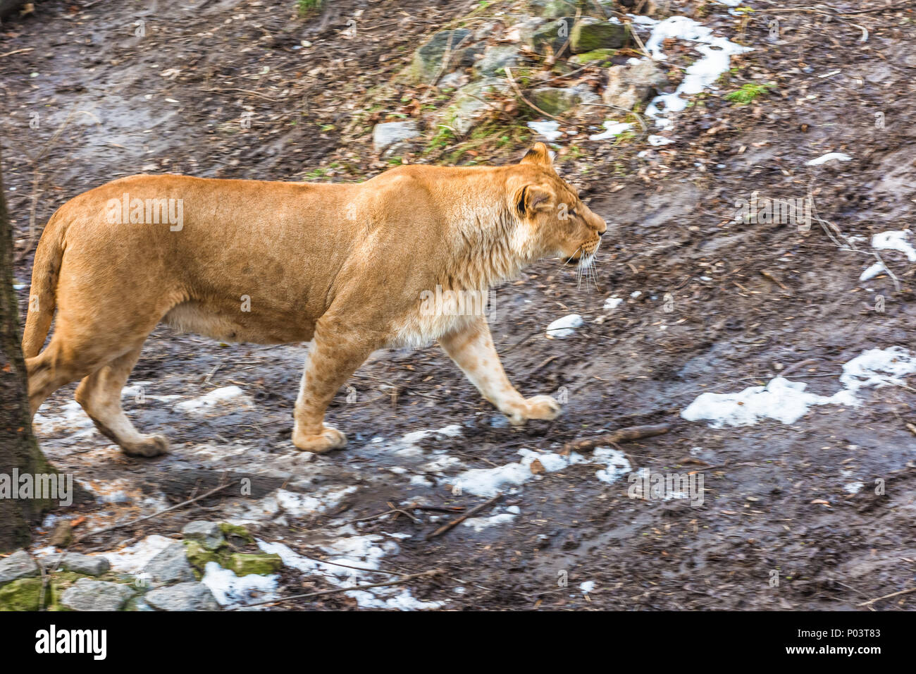 Die löwin Wanderungen durch die gefrorene winter Land. Stockfoto