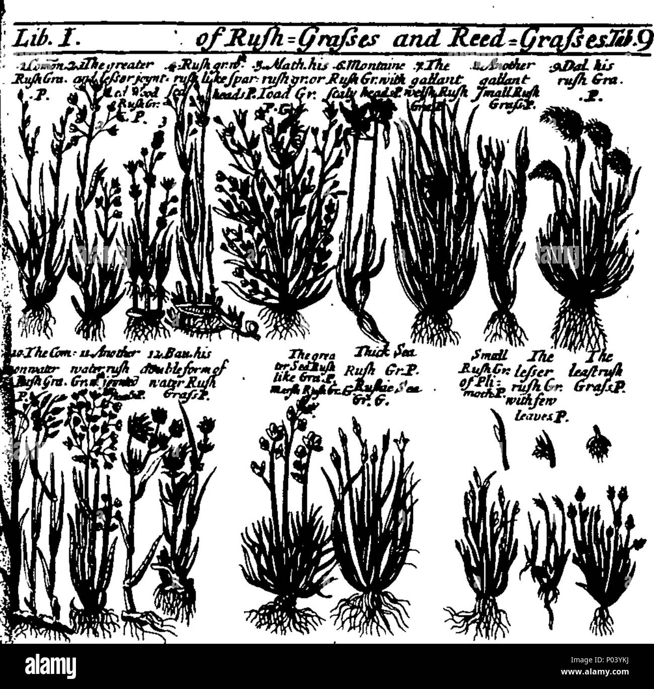 . Englisch: Fleuron aus Buch: Eine komplette Kräuter der späten James Newton, M.D. Mit der Drucke und die englischen Namen von mehreren tausend Bäume, Pflanzen, Sträucher, Blumen, Exoten, &c. Viele, die nicht in die Kräuter von Gerard, Johnson, oder Parkinson zu finden. Neugierig auf 176 Kupfer eingraviert-Platten. 68 Eine vollständige Kräuter der späten James Newton, M Fleuron T 129365-11 Stockfoto
