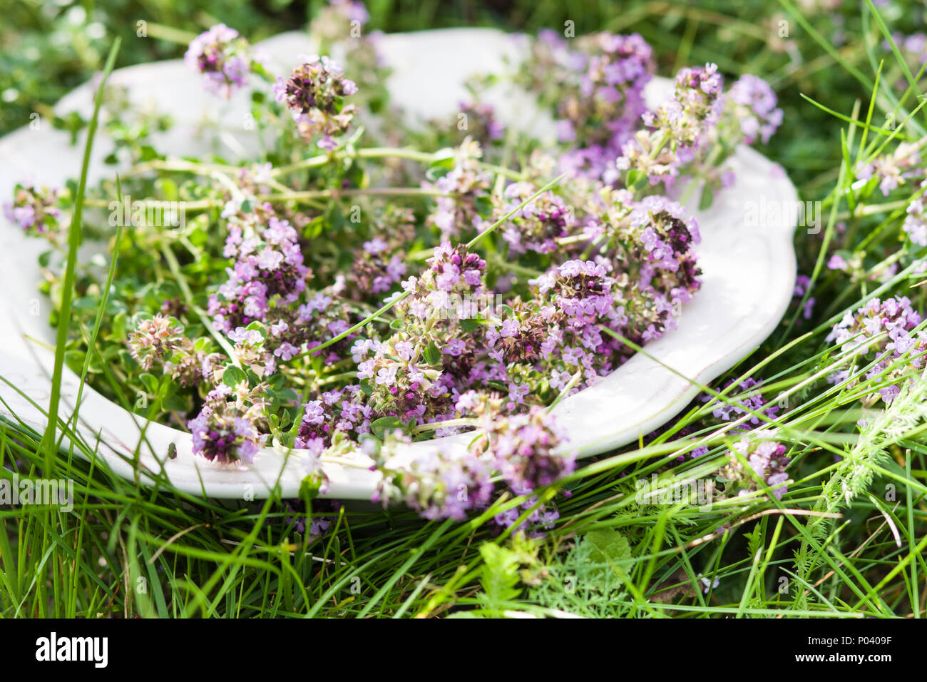 Auf der Platte im Sommer Thymian Stockfoto