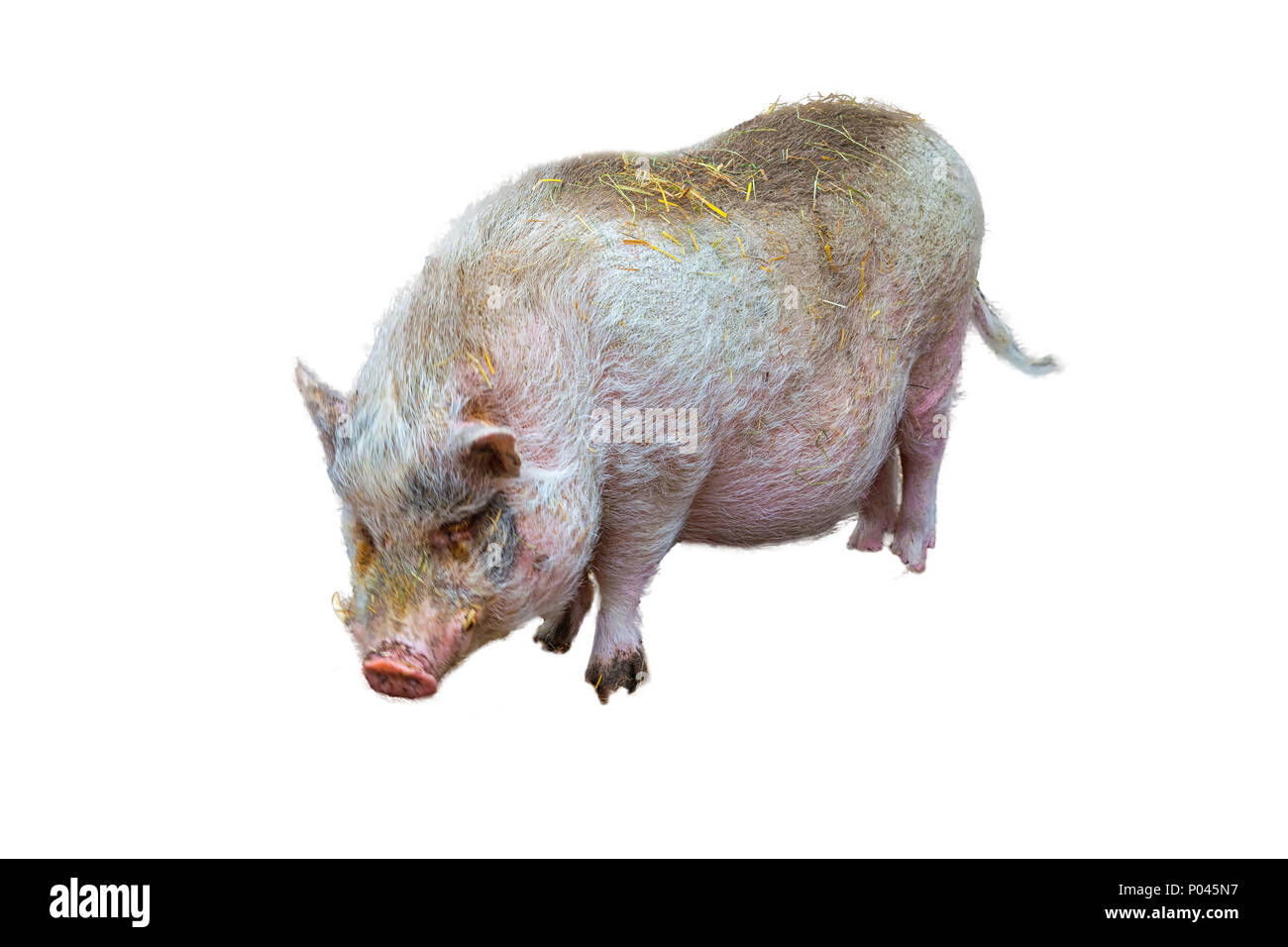 Hausschwein, Schwein oder Wildschwein vor weißem Hintergrund Stockfoto