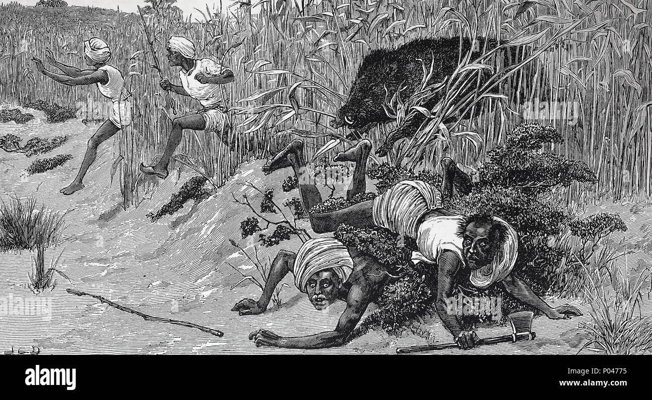 Wildschwein Jagd in Indien, Schwarzwild, wildes Schwein, digital verbesserte Reproduktion einer Vorlage drucken aus dem Jahr 1881 Stockfoto