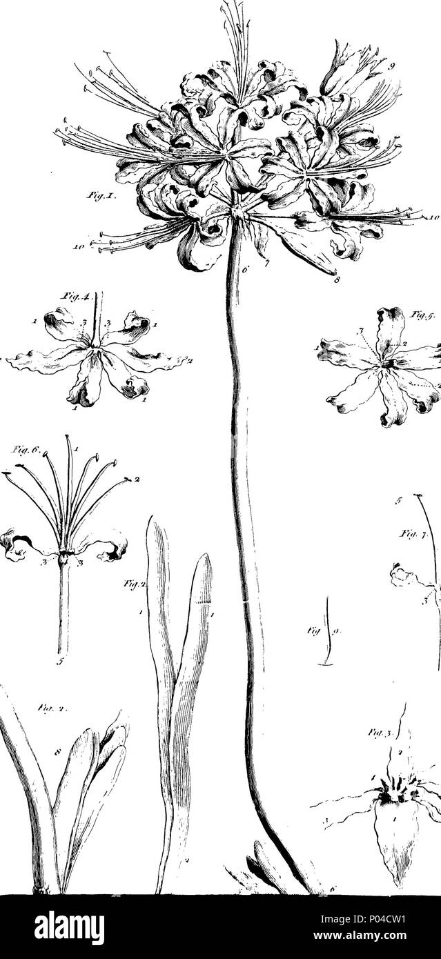 . Englisch: Fleuron aus Buch: Eine Beschreibung der Guernsey Lilly. Von James Douglas, M.D. Arzt in außergewöhnlichen Ihrer Majestät. Ehrenmitglied der Hochschule der Ärzte, London; und Fellow der Royal Society. 86 Eine Beschreibung der Guernsey Lilly Fleuron T 031687-15 Stockfoto