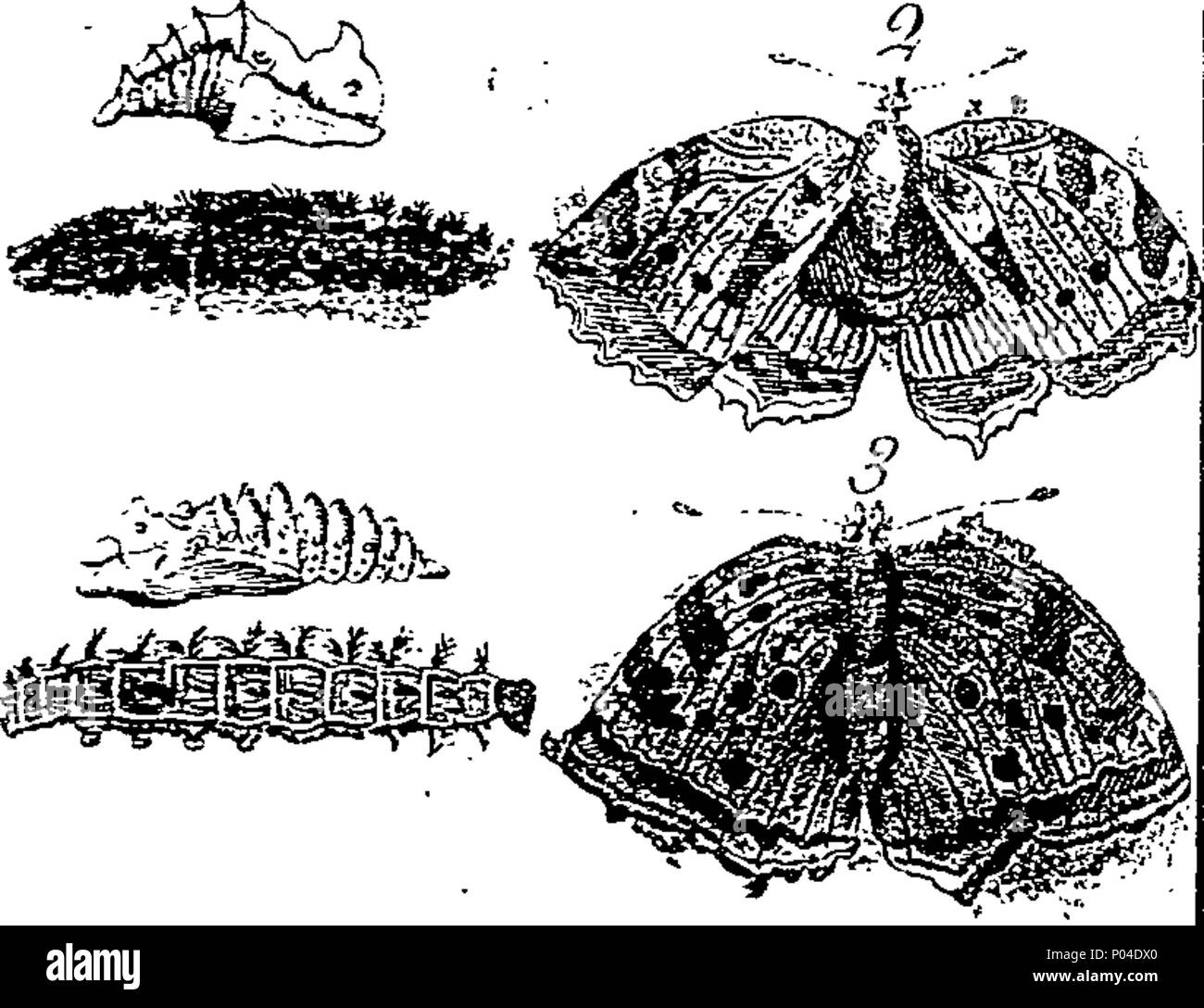 . Englisch: Fleuron aus Buch: eine Beschreibung von drei hundert Tieren, d.h. Tiere, Vögel, Fische, serpe [NT], [Ein] d in [sec] ts. Mit besonderer Berücksichtigung der Art der Fang von Walen in Grönland. Von den besten Autoren extrahiert, angepasst an die Nutzung aller Kapazitäten. Illustriert mit Kupferplatten, darauf ist neugierig jeden Beast-Bird, Fisch, Schlange eingraviert, und Insekt, describ würde im ganzen Buch. 87 Eine Beschreibung der drei hundert Tieren, viz Fleuron N 023359-56 Stockfoto