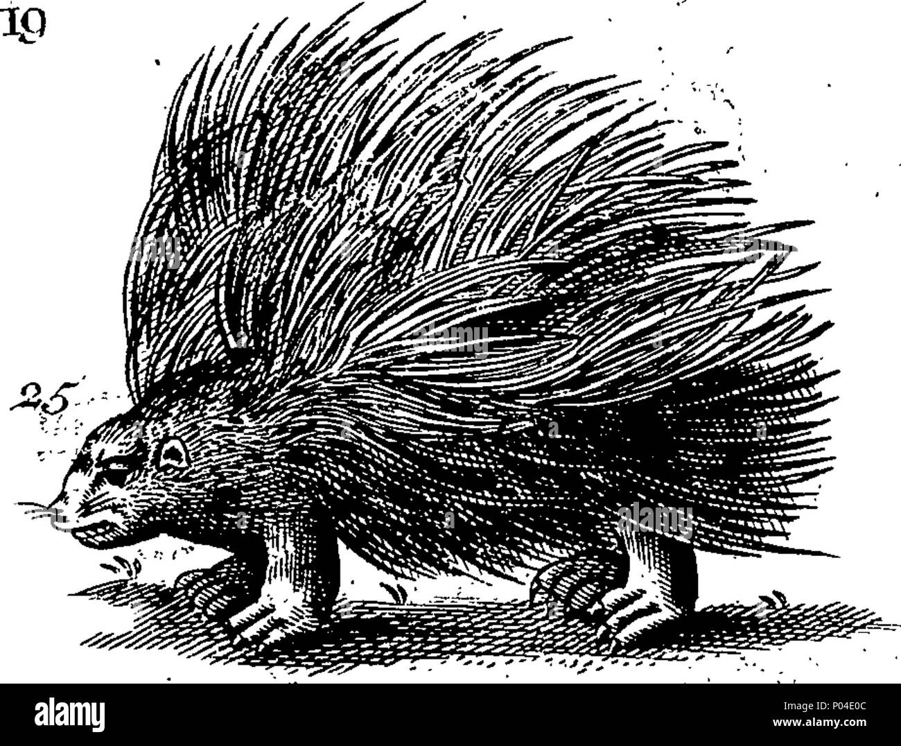 . Englisch: Fleuron aus Buch: eine Beschreibung von drei hundert Tieren, d.h. Tiere, Vögel, Fische, Schlangen und Insekten. Mit besonderer Berücksichtigung der Art ihrer fangen Wale in Grönland. Von den besten Autoren extrahiert und für die Nutzung aller Kapazitäten angepasst. Illustriert mit Kupferplatten, darauf ist neugierig jedes Tier, Vogel, Fisch, Schlange eingraviert, und Insekten, in das ganze Buch beschrieben. 87 Eine Beschreibung der drei hundert Tieren, viz Fleuron T 118395-27 Stockfoto