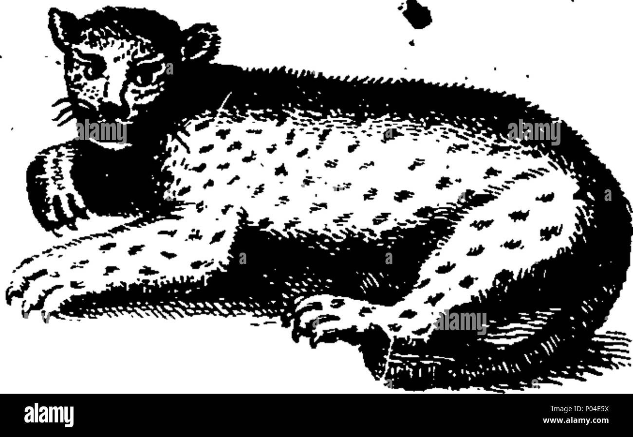 . Englisch: Fleuron aus Buch: eine Beschreibung von drei hundert Tieren, d.h. Tiere, Vögel, Fische, Schlangen und Insekten. Mit besonderer Berücksichtigung der Art der Fang von Walen in Grönland. Von den besten Autoren extrahiert und für die Nutzung aller Kapazitäten angepasst. Illustriert mit Kupferplatten, darauf ist neugierig jedes Tier, Vogel, Fisch, Schlange eingraviert, und Insekt, describ würde im ganzen Buch. 87 Eine Beschreibung der drei hundert Tieren, viz Fleuron T 120743-18 Stockfoto