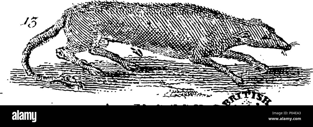 . Englisch: Fleuron aus Buch: eine Beschreibung von drei hundert Tieren, d.h. Tiere, Vögel, Fische, Schlangen und Insekten. Mit besonderer Berücksichtigung der Art der Fang von Walen in Grönland. Von den besten Autoren extrahiert und für die Nutzung aller Kapazitäten angepasst. Illustriert mit Kupferplatten, darauf ist neugierig jedes Tier, Vogel, Fisch, Schlange eingraviert, und Insekt, describ würde im ganzen Buch. 87 Eine Beschreibung der drei hundert Tieren, viz Fleuron T 135788-12 Stockfoto