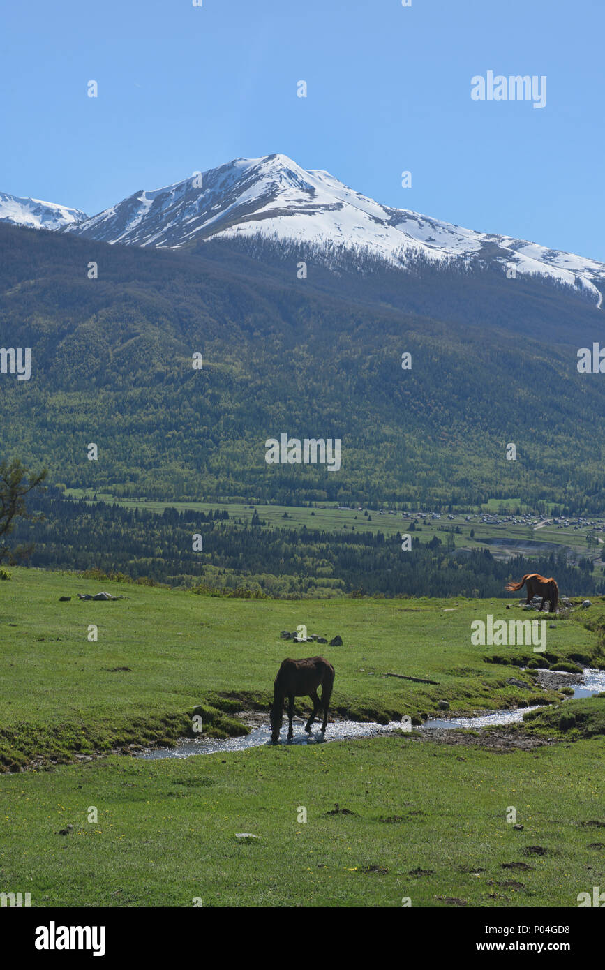 Kasachischen Pferde in Kanas See National Park, Xinjiang, China Stockfoto