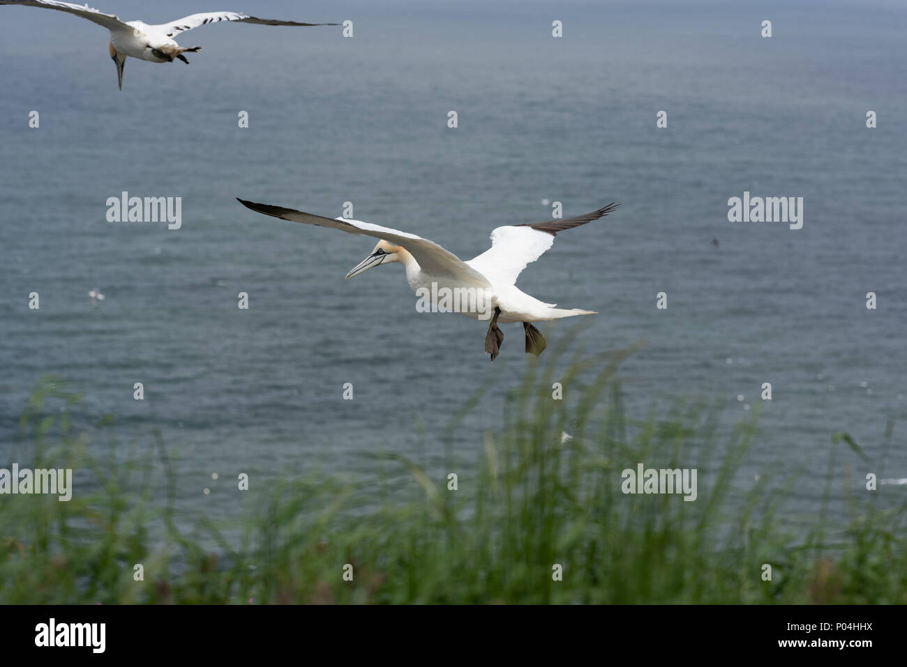 Basstölpel auf Bempton Cliffs - Juni 2018 Stockfoto