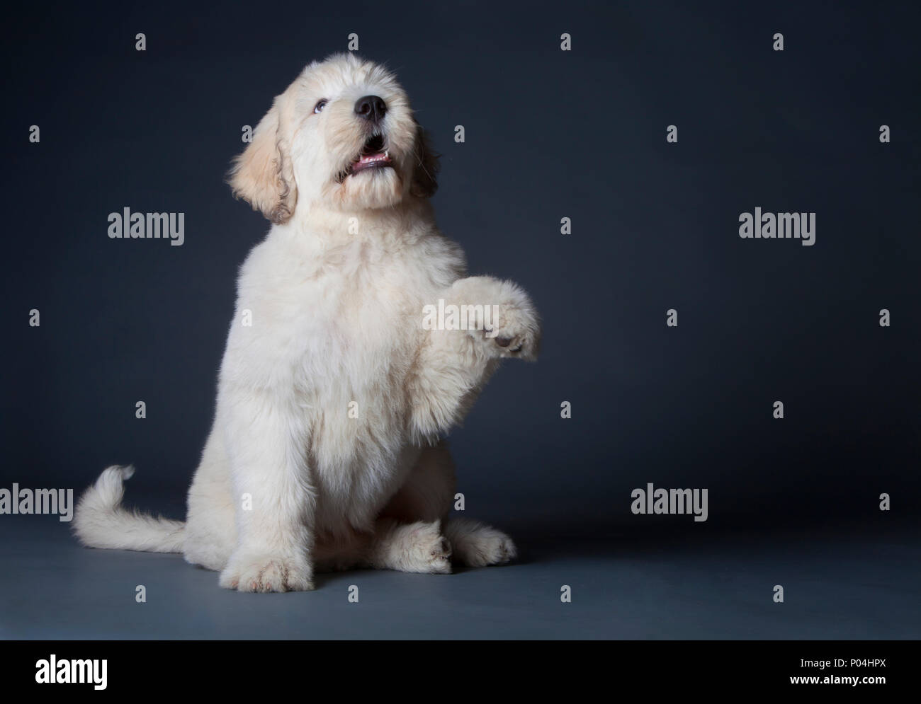 Russische hirtenhund Welpen im Studio Stockfoto