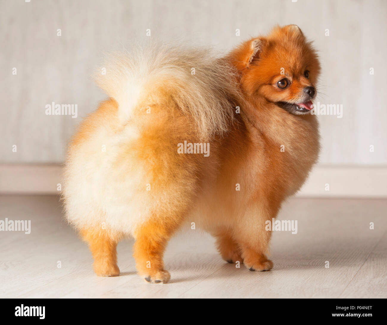 Ständigen backrear Junge orange pomeranian reinrassigen Hund Stockfoto