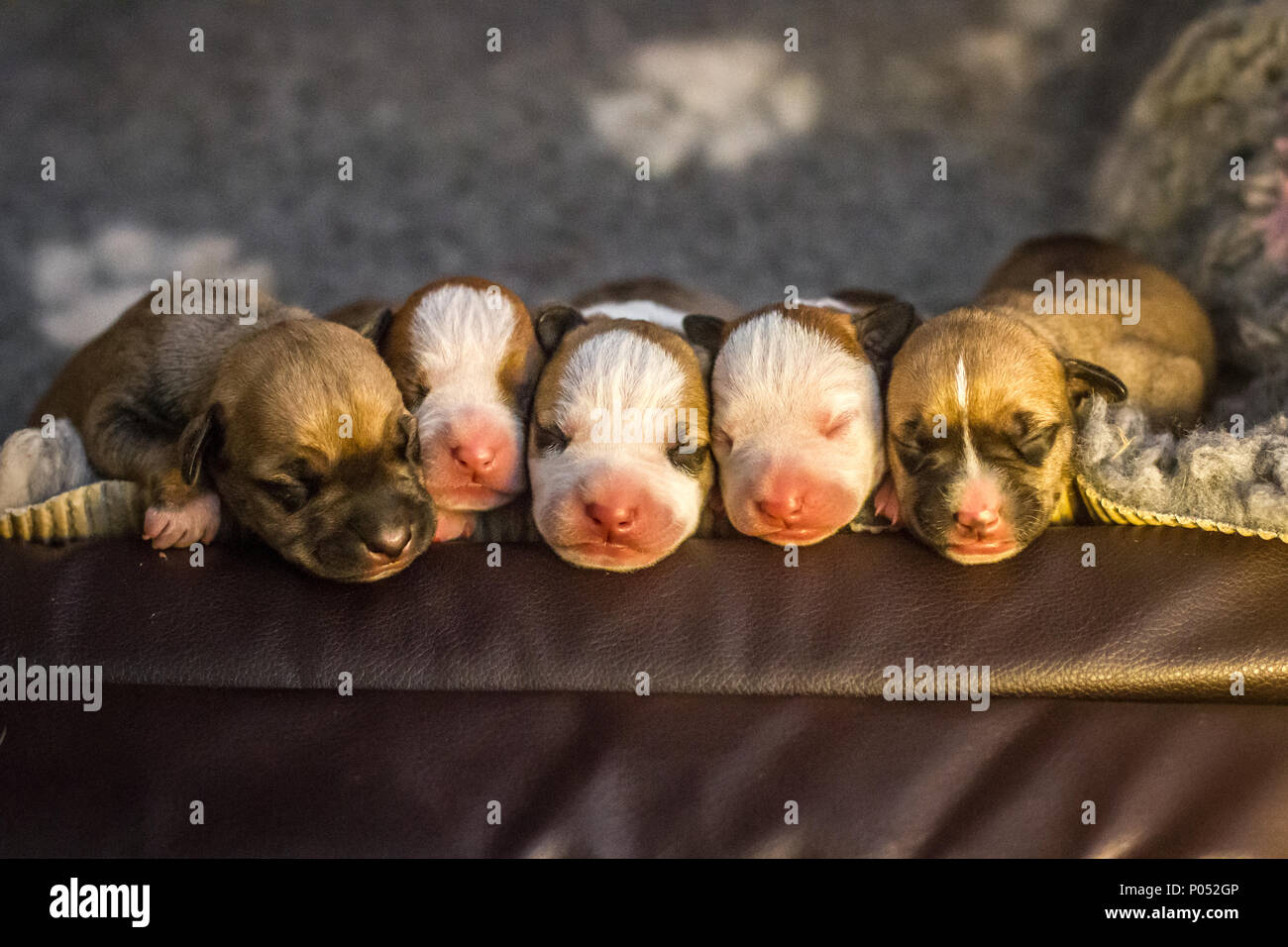 Neugeborener Wurf von Bulldog-Welpen Stockfoto