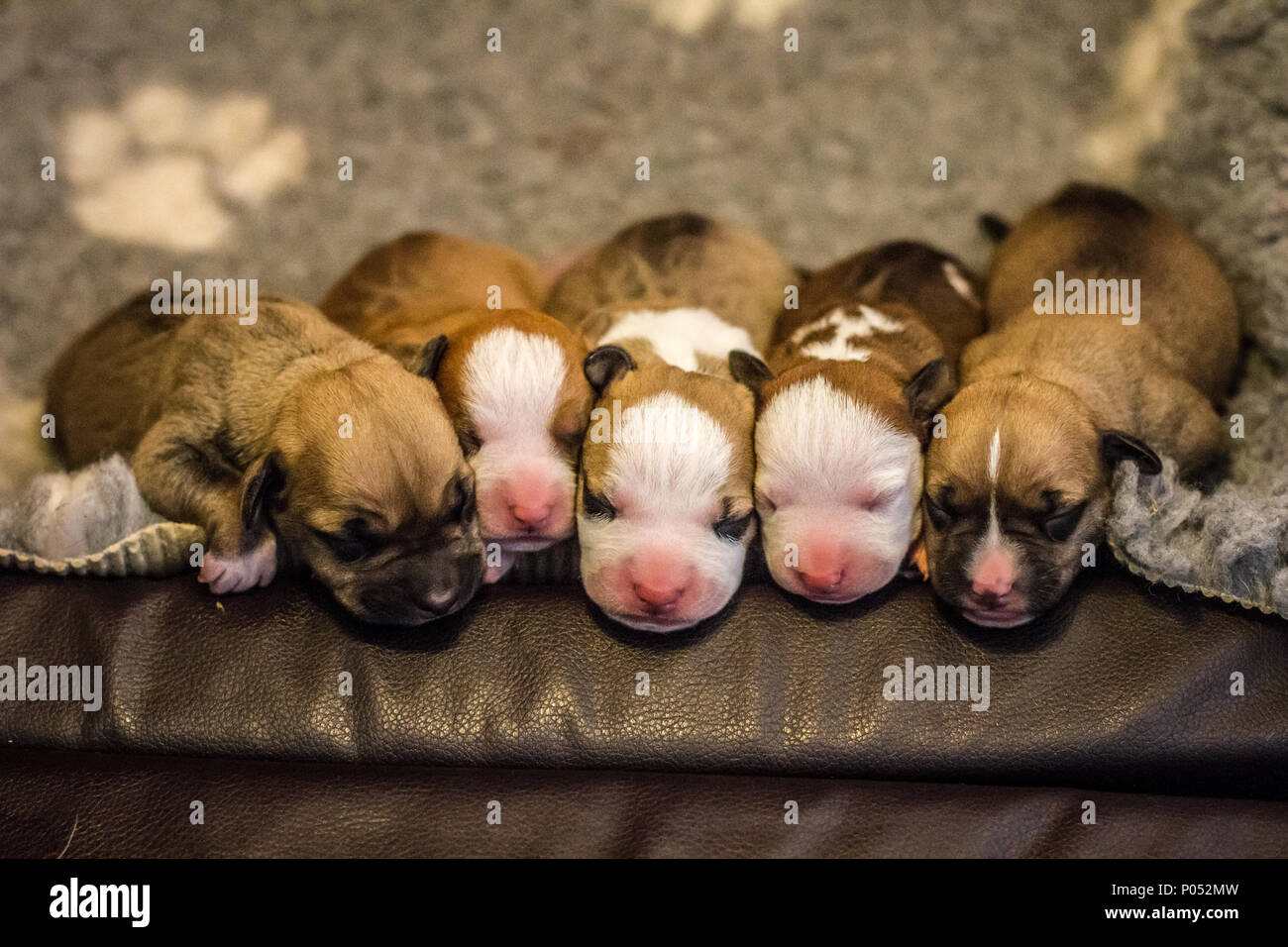 Neugeborener Wurf von Bulldog-Welpen Stockfoto