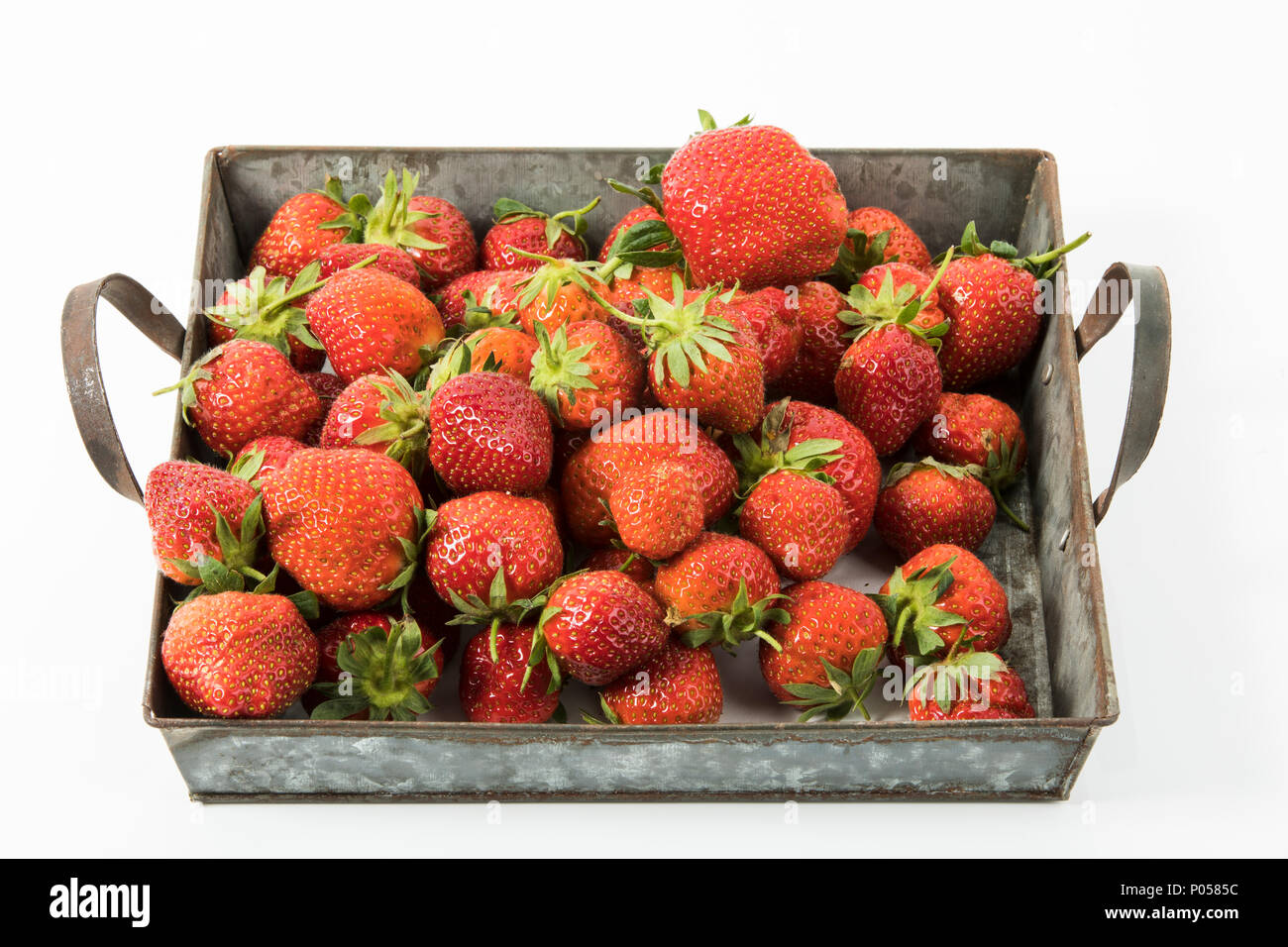 Frische Erdbeeren in einem Blechkorb, Studio Stockfoto