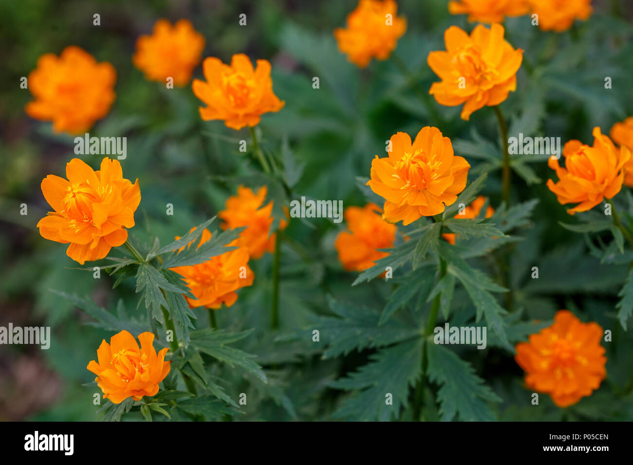 Orange Blüten der Chinesischen globeflower Trollblume Trollius chinensis asiaticus, oder ledebourii Stockfoto