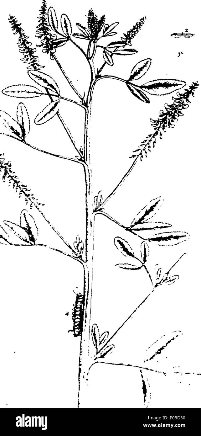 . Englisch: Fleuron aus Buch: A Curious pflanzliche, mit fünf hundert Schnitte, die Pflanzen, die jetzt in der Praxis der physick verwendet werden. Auf folio Kupferplatten graviert, nach Zeichnungen aus dem Leben genommen. Von Elizabeth Blackwell. Zu dem ist eine kurze Beschreibung von euch Pflanzen hinzugefügt, und ihre gemeinsame Nutzung in phsick. ... 77 Ein neugieriger Pflanzliche, mit fünf hundert Schnitte, die Pflanzen, die jetzt in der Praxis der physick Fleuron T 083979-45 verwendet werden. Stockfoto