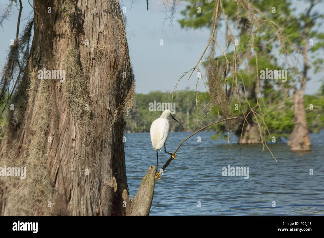 Snowy Egret auf einem Zweig in der Atchafalay Becken in Louisiana Stockfoto