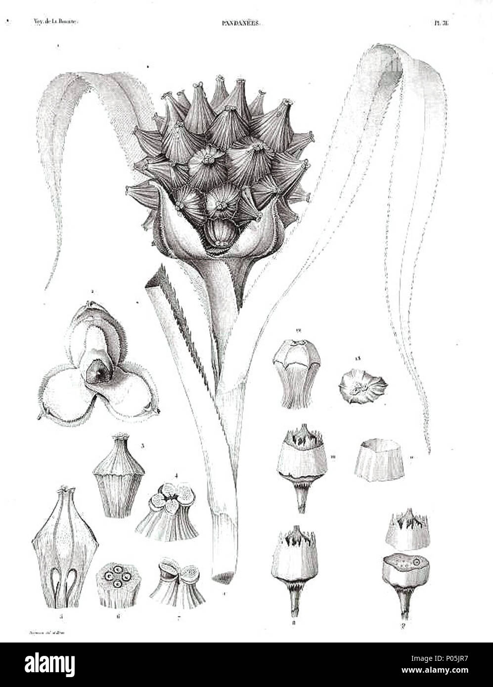 . Englisch: Pandanus drupaceus Steinfrüchte (8-11, unten rechts der Platte). Abbildung 1836-7 Gaudichaud Atlas. 2 Juni 2012, 21:36:01. M. Vaillant, Atlas, t. 31 (1841-1852) 79 Pandanus drupaceus Gaudichaud 1836-7 Atlas Stockfoto