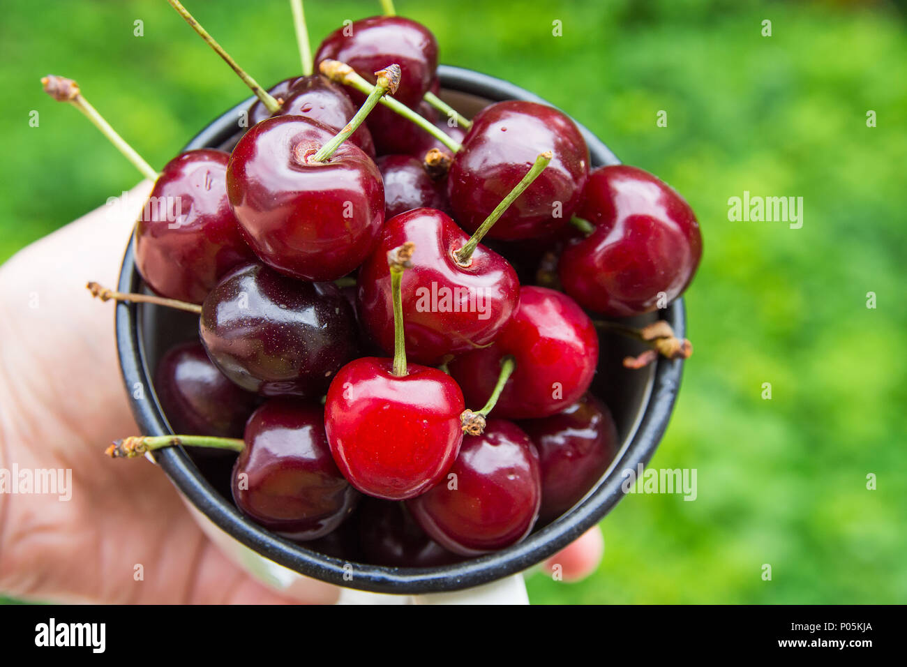 Junge kaukasier Frau hält in der Hand Emaille Tasse mit Reif organische Frisch gepflückte Kirschen auf grünes Laub Garten Natur Hintergrund. Sommer Harve Stockfoto