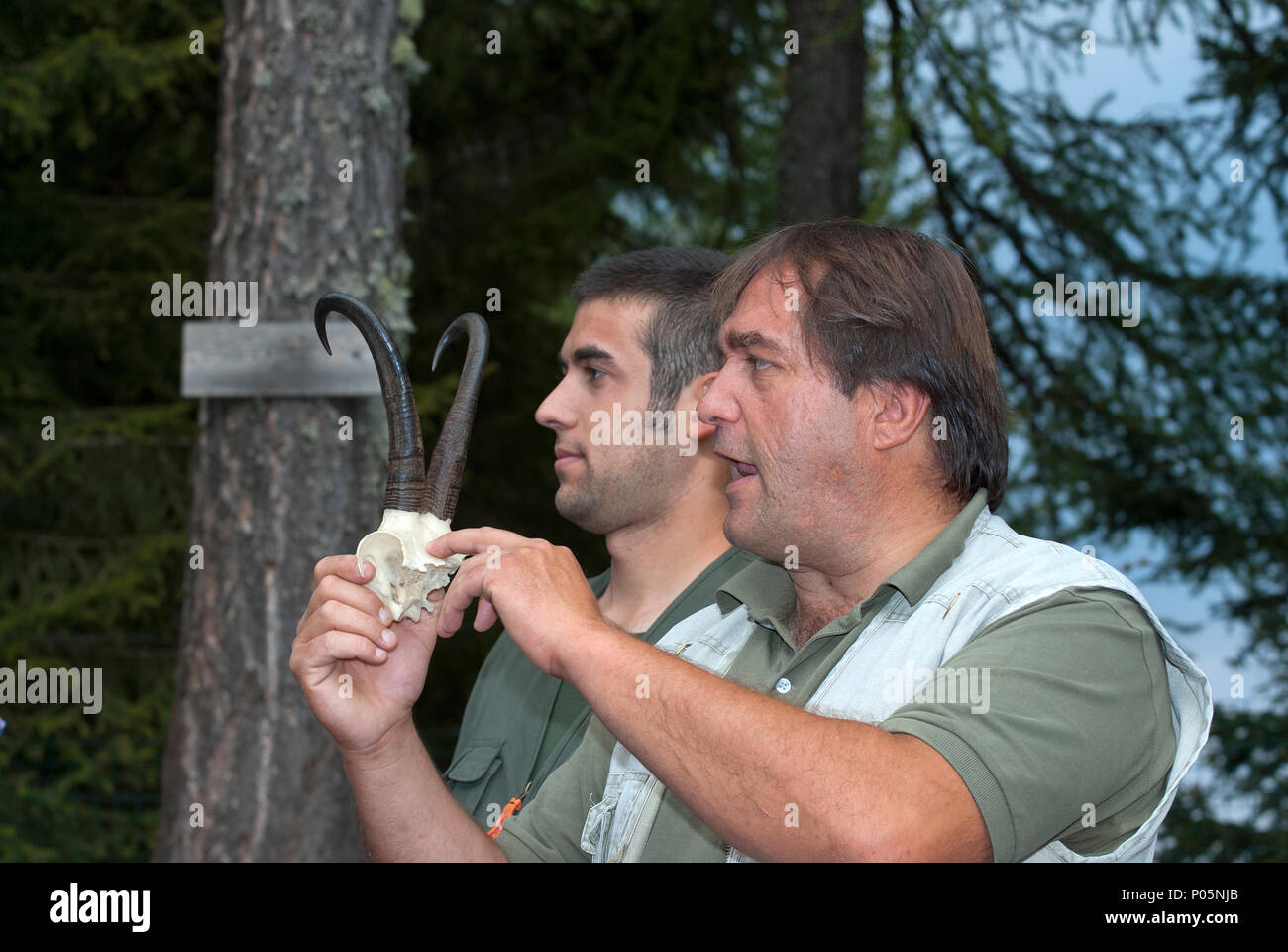 Der Biologe Bernardo Pedroni Schädel zeigt eine GEMSE (RUPICAPRA rupicapra) für Besucher, Osservatorio Eco-Faunistico Alpino, Aprica, Lombardei, Italien Stockfoto