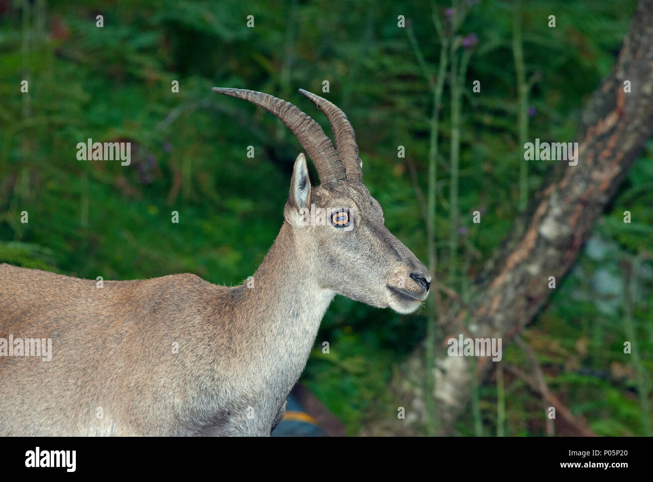 Alpensteinbock (Capra ibex) im Naturschutzgebiet, Osservatorio Eco-Faunistico Alpino, Aprica, Lombardei, Italien Stockfoto