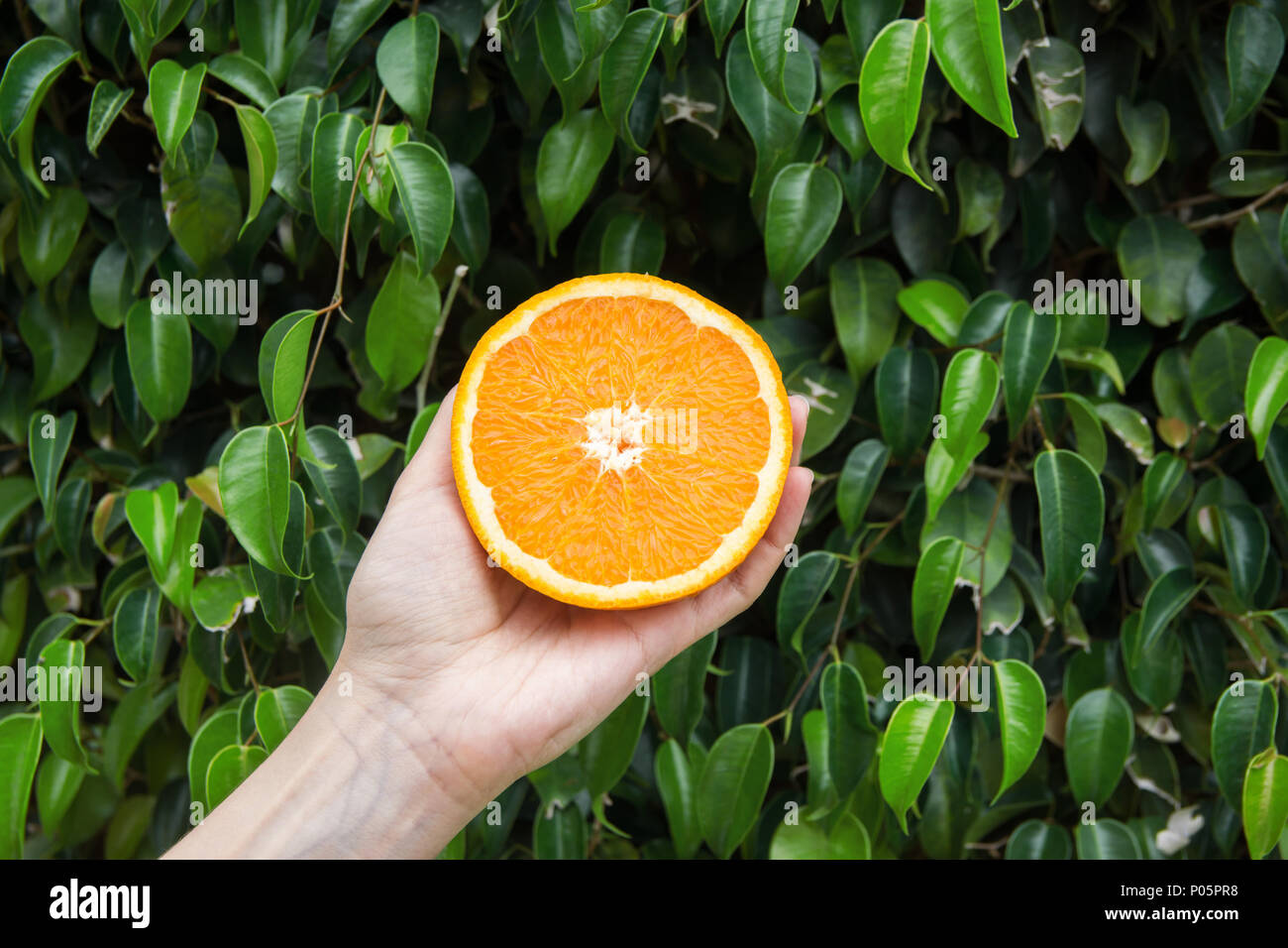 Junge kaukasier Woman Holding in der Hand halbiert Juicy Orange auf Grün baum laub Natur Hintergrund. Vitamine gesunde Ernährung Sommer Detox Vegan Superfoods Stockfoto